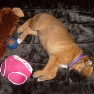 Sleepy Head Zoey