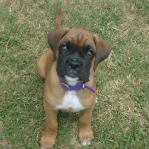Zoey (9 weeks old)