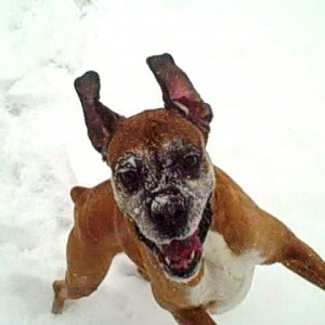 MollyFunSnow