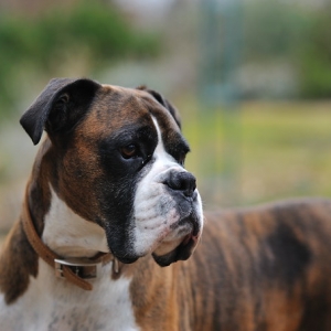 Henri