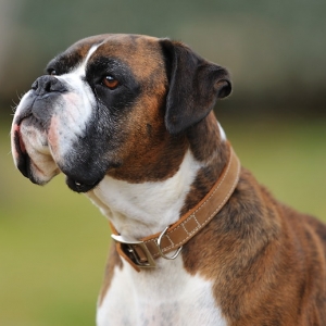 Henri - 6 yrs