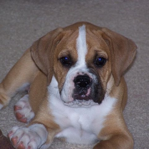 Trouper at 9 weeks old