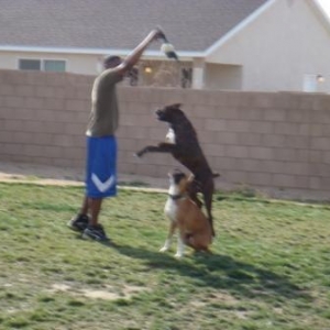 Rocky and Duke