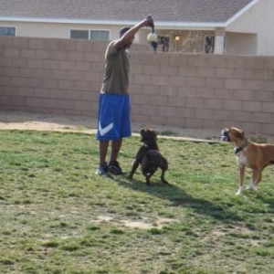Rocky and Duke