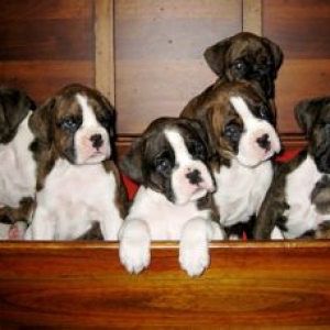 Playbow litter2 out of the box