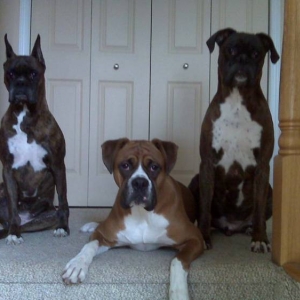 Harley, Zoe and Tyson