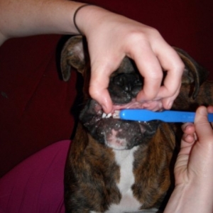 cleanteeth
