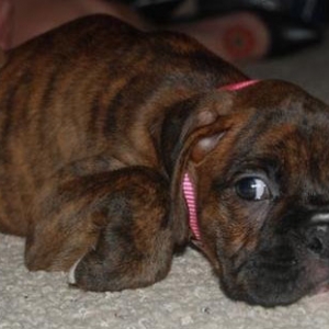sophiepuppy