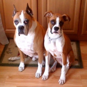 buster and nitro
