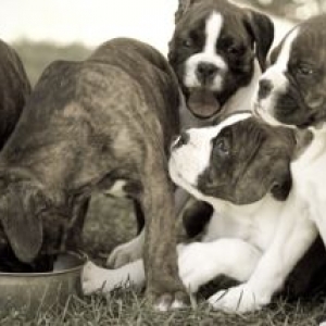 Playbow Puppy Chill Time