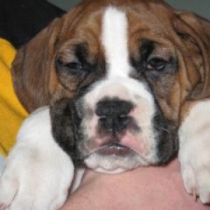 babypup