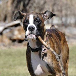 Fetch 1
