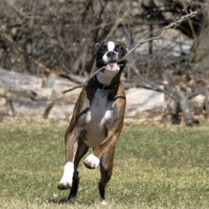 Fetch 2