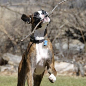 Fetch 3