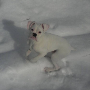Polar in the snow!!