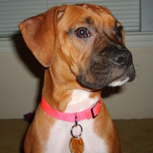 In loving memory.. Our Brixxi Girl!
