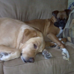 Rambo and Vegas snoozin on the couch