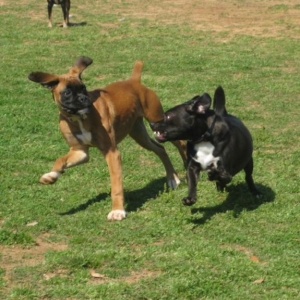 Chased