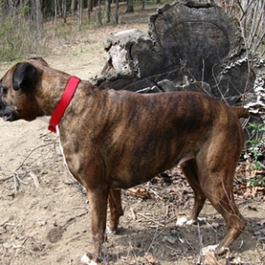 Phoebe on a hike