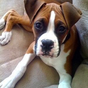 Our beautiful boy - Koa