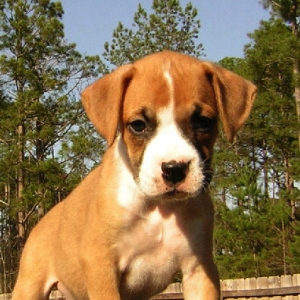 Diesel at 7 Weeks