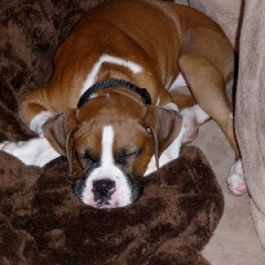 Koa's Jowls