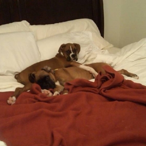 My snuggley pups