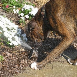 Autry attacking the sprinkler