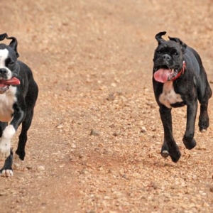 Speeding Sisters