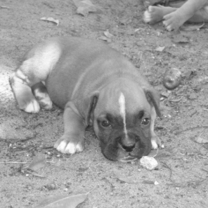 Puppies_081