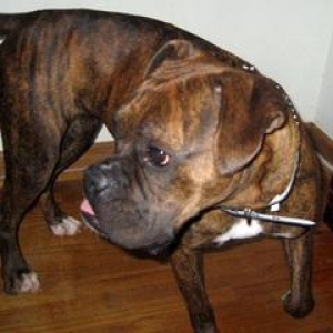 Layla_profile