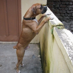 Searching_for_cats