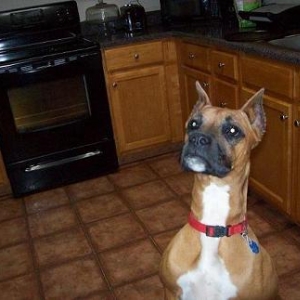 ROXIE