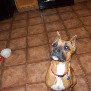Sit Roxie!!!!