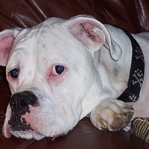 Harley Nov 2008