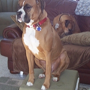 Turbo Dec 2008
