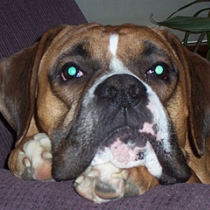 Turbo Dec 2008