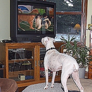 Harley and Puppy Bowl