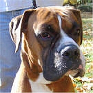 Turbo's shelter pic