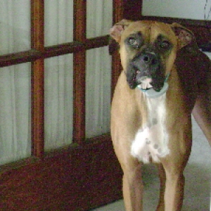 My Goofy Boy