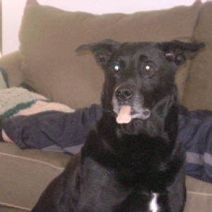 Sammo
