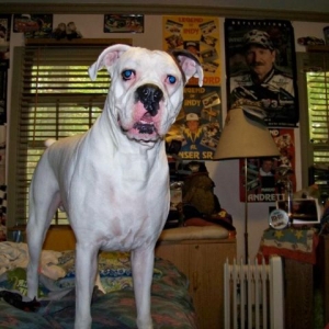 Yes thats right, i am Urlacher, King of this Room!!