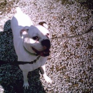 I love being outside on a sunny Boxer day with dad.