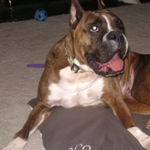 Our new Brindle girl