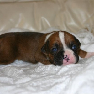 Baby Bella
