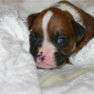 Baby Bella