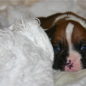 Baby Bella