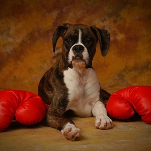 Kaiser The Boxer At Five Months
