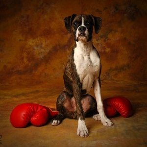 Kaiser The Boxer At Five Months