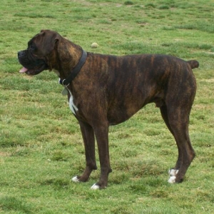 Syd _3_Years_1_Month_Old